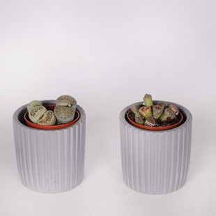 Літопс в горщику