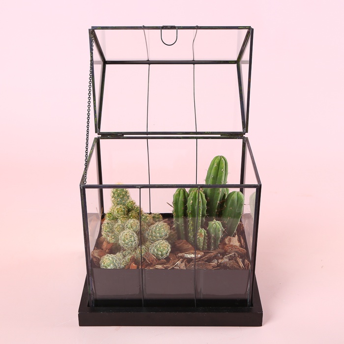 Тераріум "Пустельний дім"