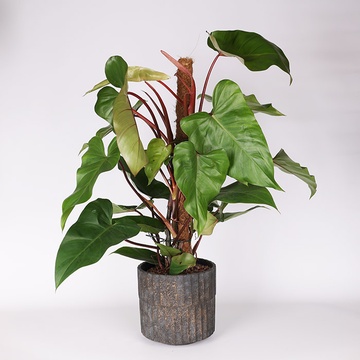 Філодендрон Red Emerald в горщику