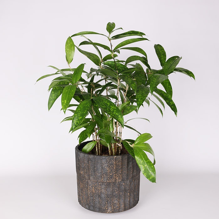 Драцена Surculosa в горщику