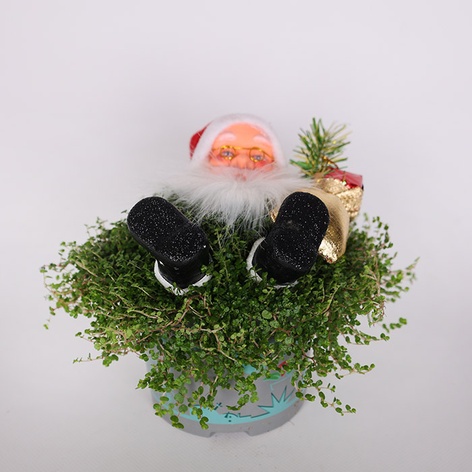 Солеиролия Santa