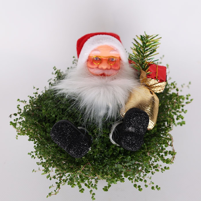 Солеиролия Santa