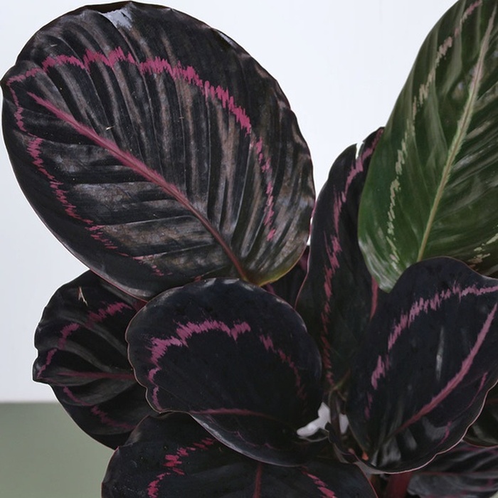 Калатея Little Princess в горшке