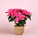 Пуансетія рожева в горщику