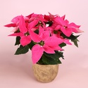 Пуансетія рожева в горщику