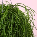 Ріпсаліс (Rhipsalis Baccifera) в горщику, М