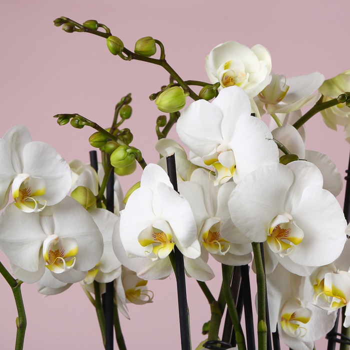 Композиція "Ніжність фаленопсисів"