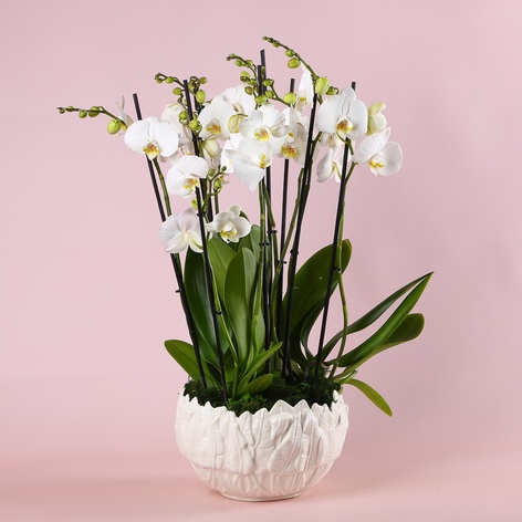 Композиція "Біла ніжність"