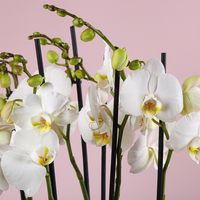 Композиція "Біла ніжність"