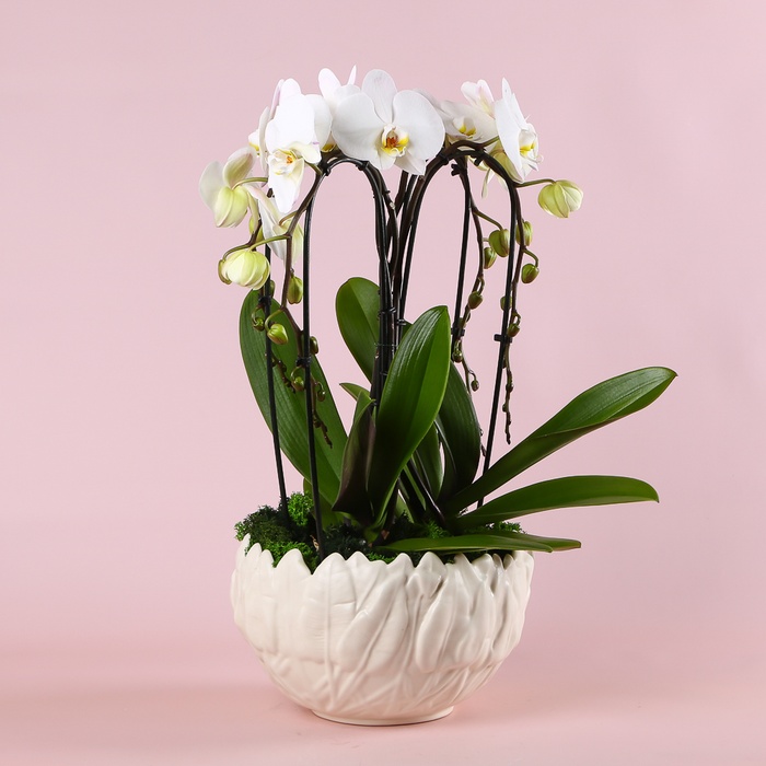 Композиция "Сердце орхидеи"