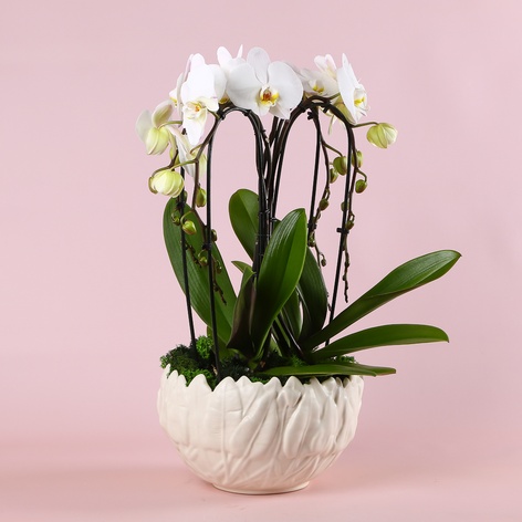 Композиция "Сердце орхидеи"