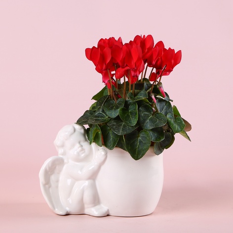 Цикламен в кашпо