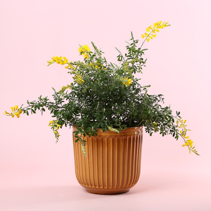 Геніста в горщику