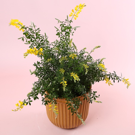 Гениста в горшке