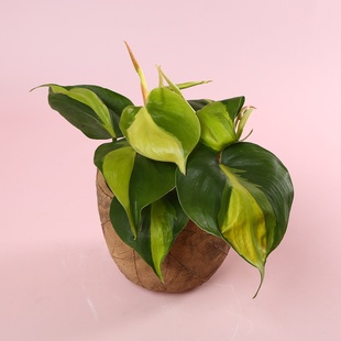Філодендрон (Philodendron Scandens Brasil) в горщику, S