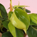 Філодендрон (Philodendron Scandens Brasil) в горщику, S
