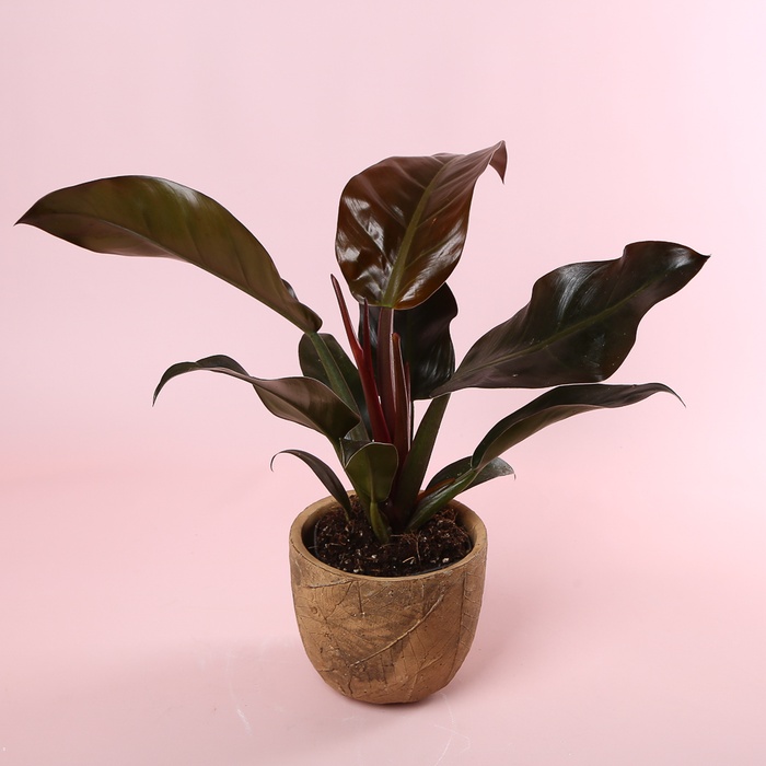 Філодендрон Imperial Red в горщику