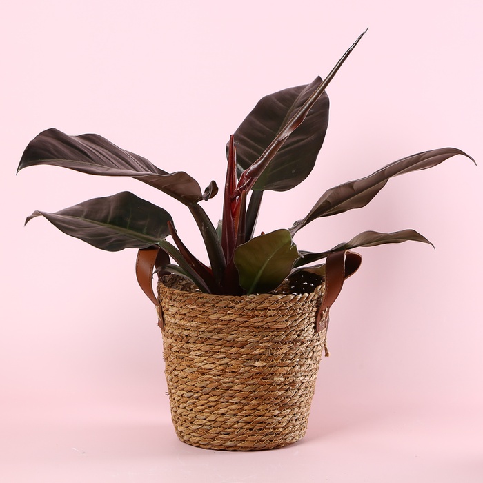 Філодендрон Imperial Red в горщику, М