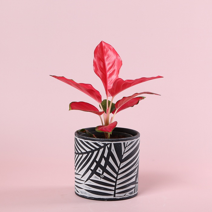 Аглаонема Cherry baby red в горшке