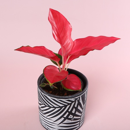 Аглаонема Cherry baby red в горщику
