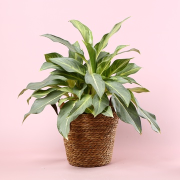 Аглаонема Aqua Green в горшке