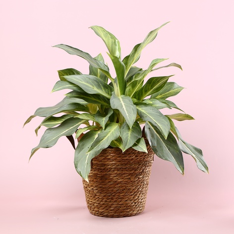 Аглаонема Aqua Green в горшке