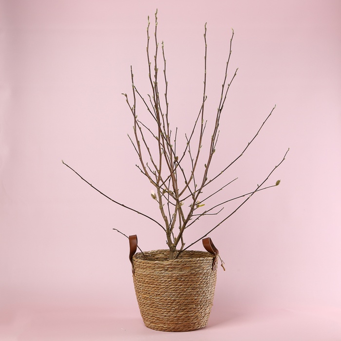 Магнолія Stellata в горщику