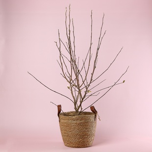 Магнолія Stellata в горщику