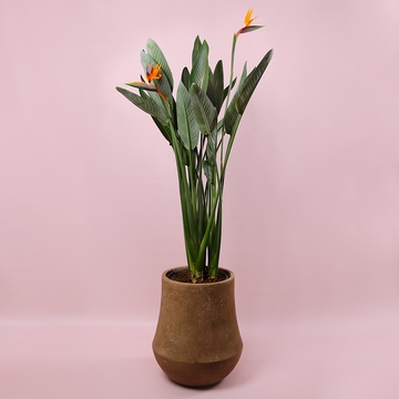 Стреліція у горщику, L