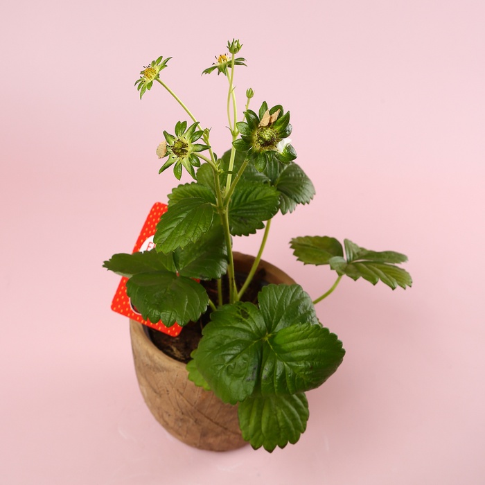 Клубника «Fragaria Beltran» в горшке