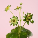 Клубника «Fragaria Beltran» в горшке