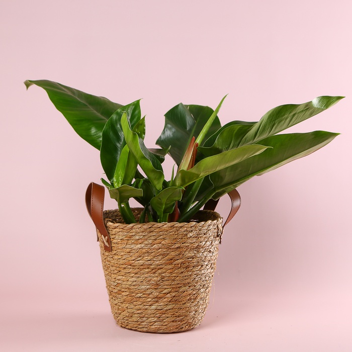 Філодендрон (Philodendron Imperial Green) в горщику