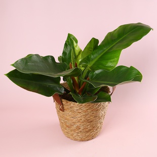 Філодендрон (Philodendron Imperial Green) в горщику