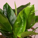 Філодендрон (Philodendron Imperial Green) в горщику