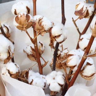 Букет з бавовни "Повітряний"