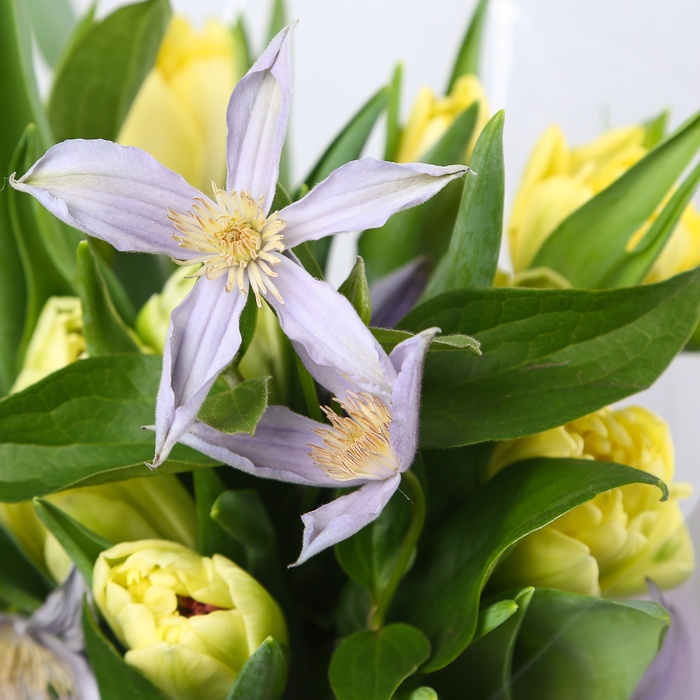 Букет з тюльпанів "Доставка весни"